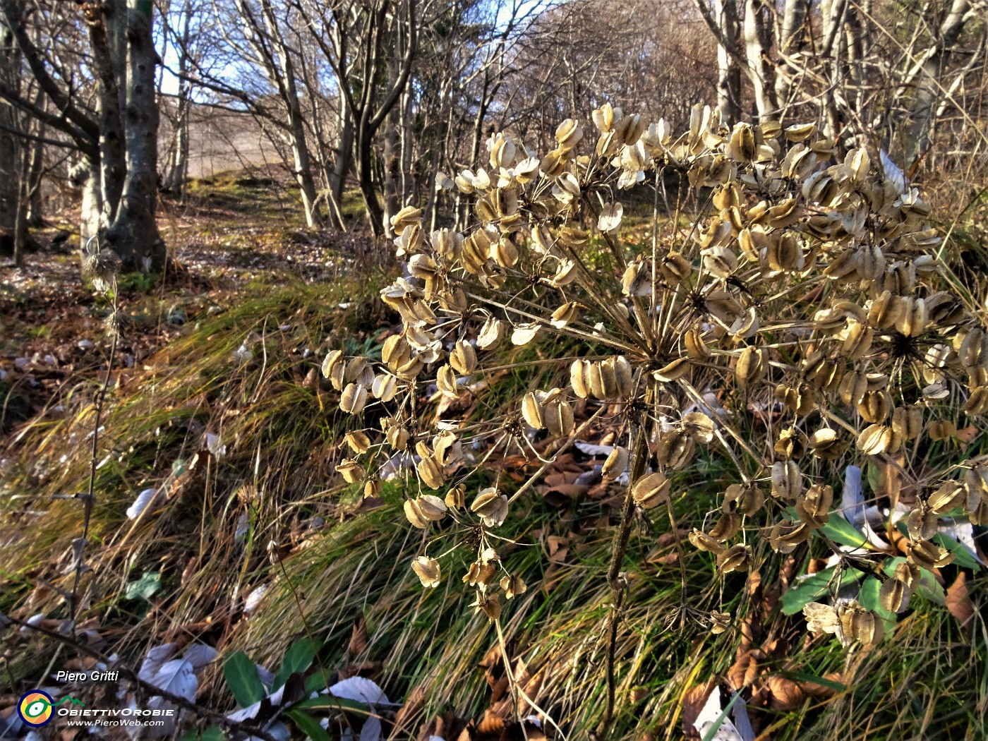 35 Siamo in autunno inoltrato.JPG